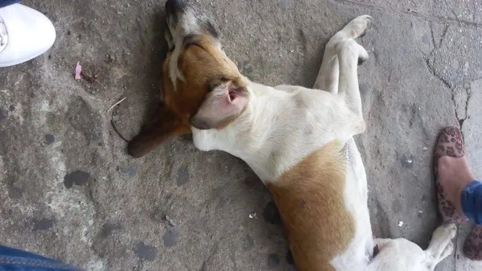 Cachorro ra a  idade  nome Bob