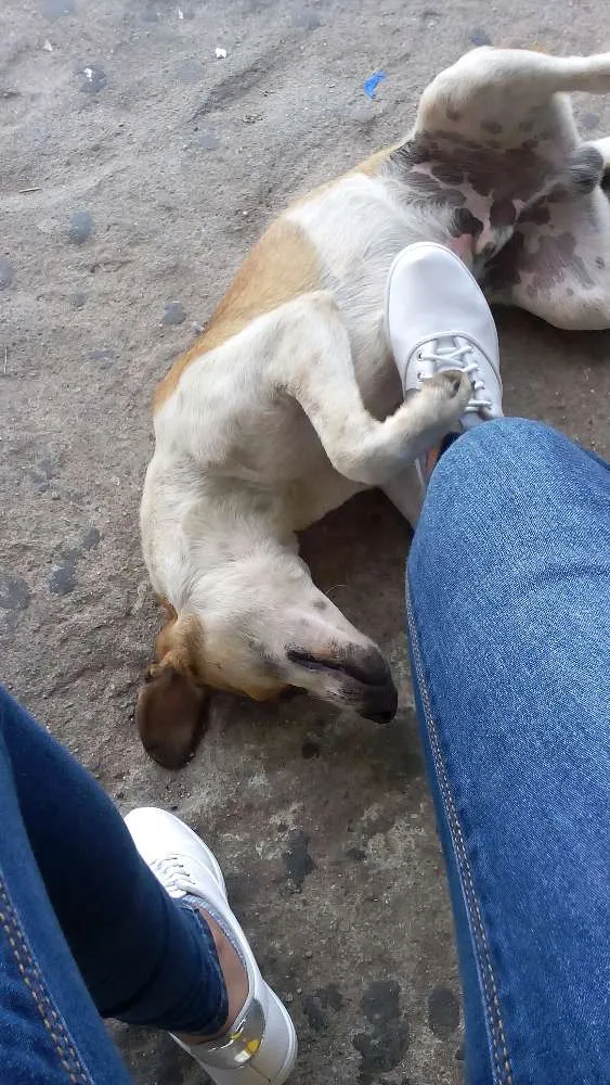 Cachorro ra a  idade  nome Bob