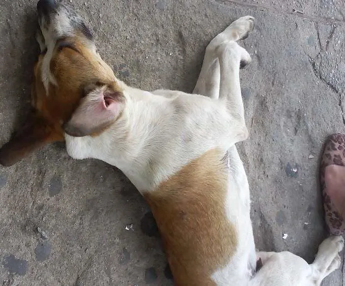 Cachorro ra a  idade  nome Bob