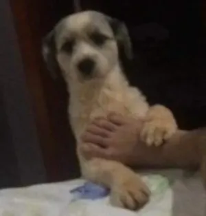 Cachorro raça lhasa idade 4 anos nome zeus