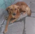 Mel