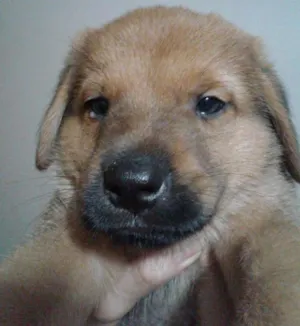 Cachorro raça Vira lata idade Abaixo de 2 meses nome Sem nome