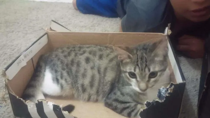 Gato ra a srd idade 2 a 6 meses nome Menininha