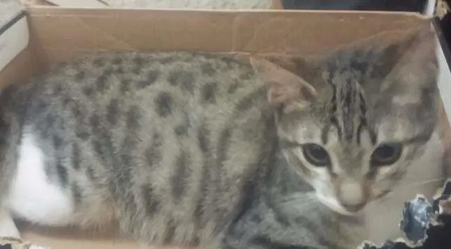 Gato ra a srd idade 2 a 6 meses nome Menininha