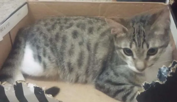 Gato ra a srd idade 2 a 6 meses nome Menininha