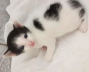Gato raça Vira lata  idade 2 a 6 meses nome Ainda não tem