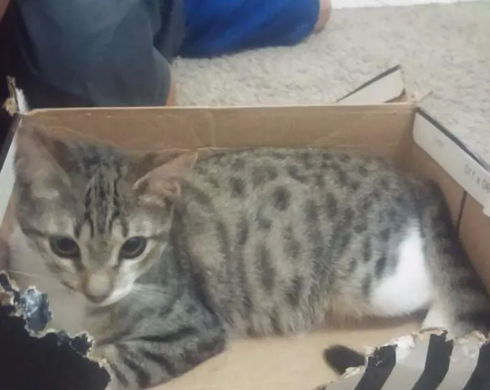 Gato ra a srd idade 2 a 6 meses nome Menininha