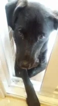 Laila