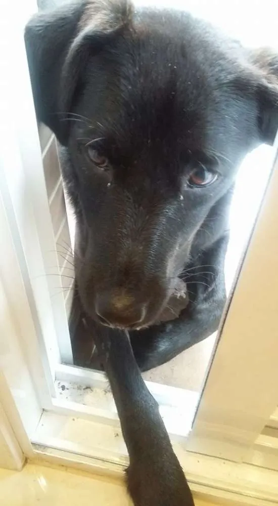 Cachorro ra a SRD idade 7 a 11 meses nome Laila