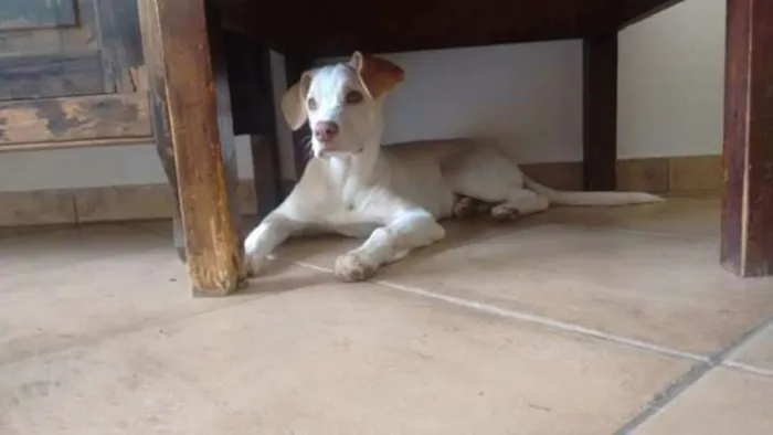 Cachorro ra a SR idade 2 a 6 meses nome Rosinha