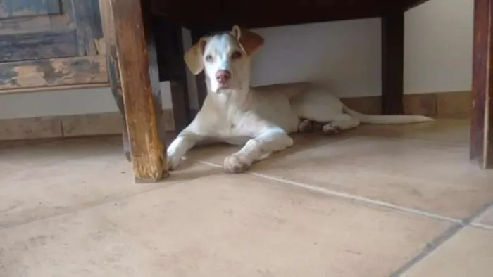 Cachorro ra a SR idade 2 a 6 meses nome Rosinha