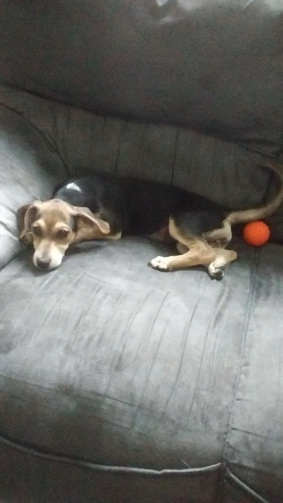 Cachorro ra a viralata idade 2 a 6 meses nome branquinho