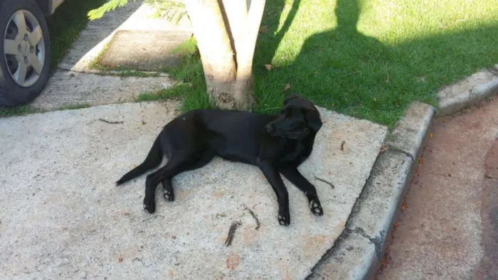 Cachorro ra a SRD idade 7 a 11 meses nome Laila