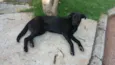 Laila