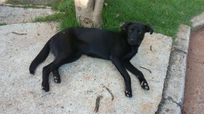 Cachorro ra a SRD idade 7 a 11 meses nome Laila