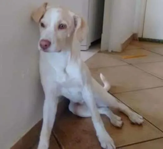 Cachorro ra a SR idade 2 a 6 meses nome Rosinha