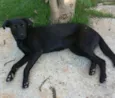 Laila