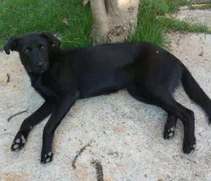 Cachorro raça SRD idade 7 a 11 meses nome Laila