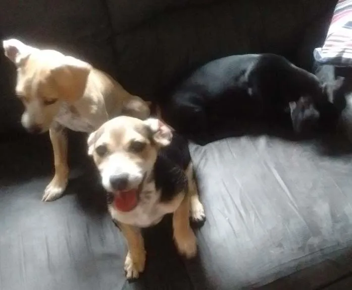 Cachorro ra a viralata idade 2 a 6 meses nome branquinho