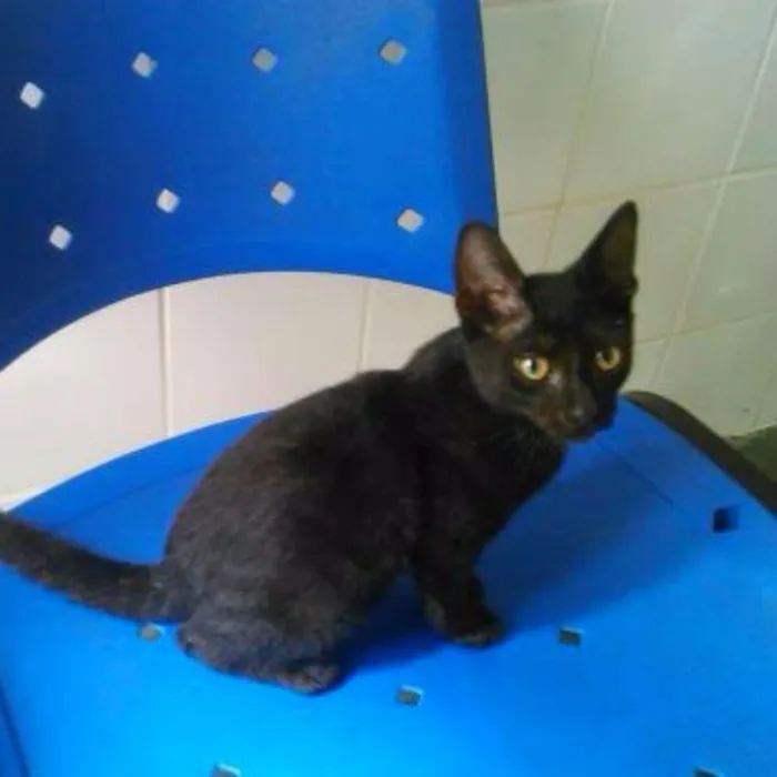 Gato ra a SRD idade 2 a 6 meses nome PEPÊ