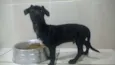 branquinho