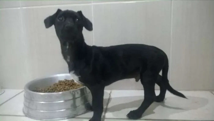 Cachorro ra a viralata idade 2 a 6 meses nome branquinho