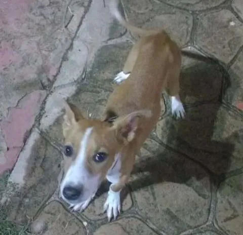 Cachorro ra a Vira-lata idade 7 a 11 meses nome Sem nome 