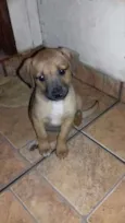 Pepe e fiona 