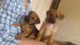 Pepe e fiona 