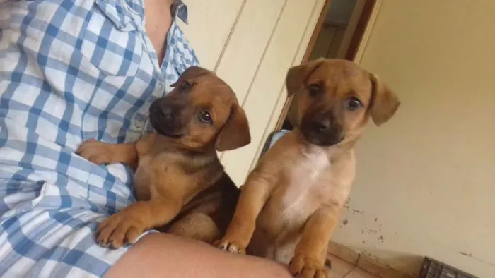 Cachorro ra a Sem definiçao  idade 2 a 6 meses nome Pepe e fiona 