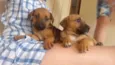 Pepe e fiona 