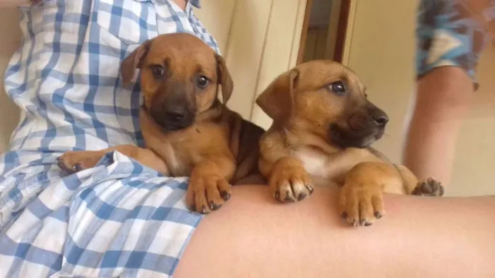Cachorro ra a Sem definiçao  idade 2 a 6 meses nome Pepe e fiona 