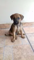 Pepe e fiona 