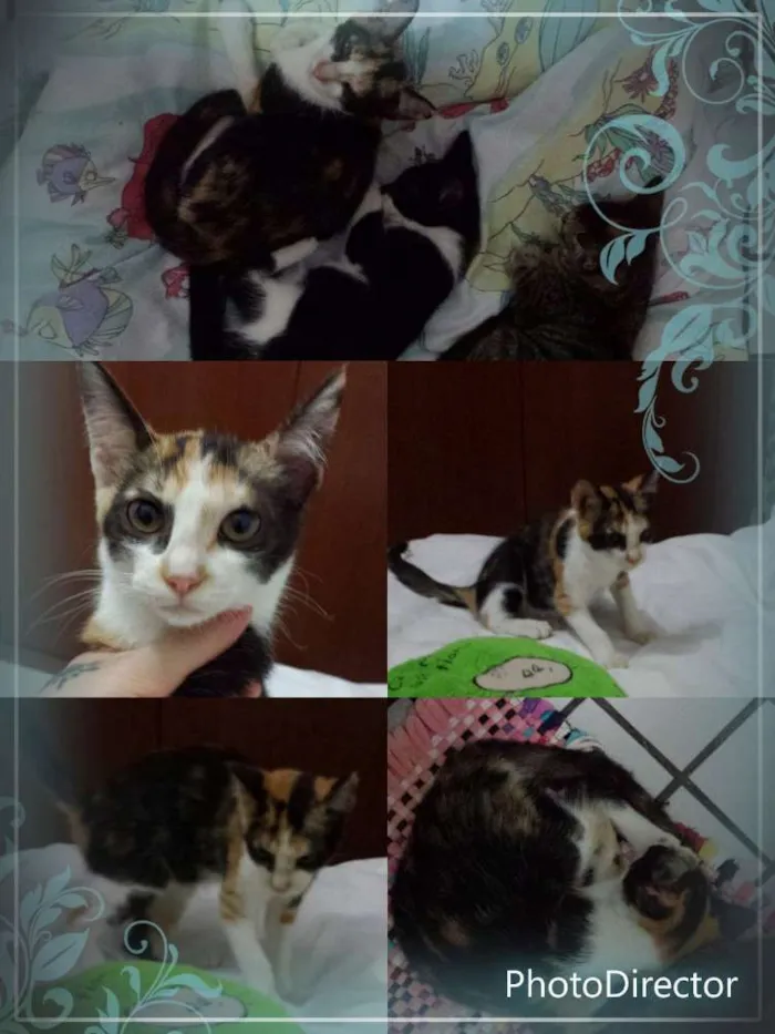 Gato ra a SRD idade Abaixo de 2 meses nome Irmãozinhos