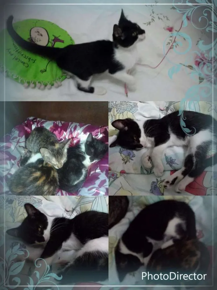 Gato ra a SRD idade Abaixo de 2 meses nome Irmãozinhos