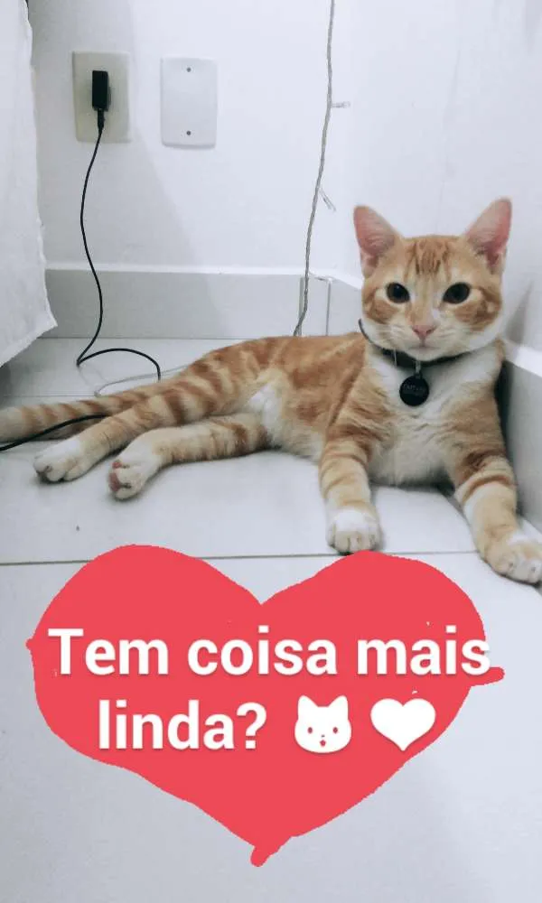 Gato raça Sem raça idade 7 a 11 meses nome Caetano