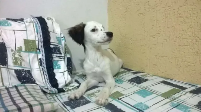 Cachorro ra a Vira-lata idade 2 a 6 meses nome Sem nome