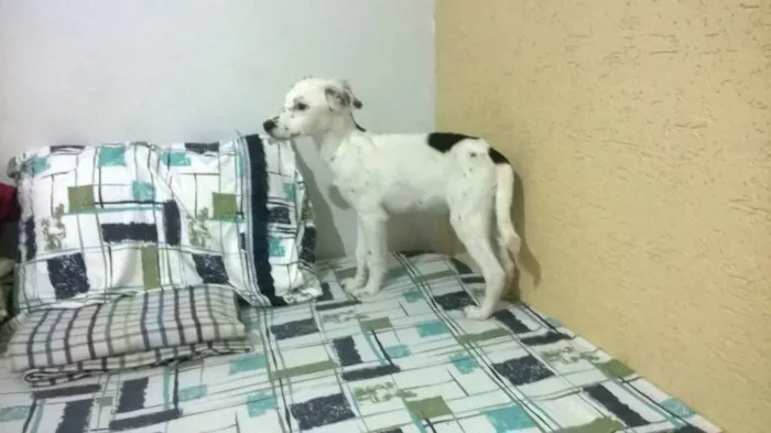Cachorro ra a Vira-lata idade 2 a 6 meses nome Sem nome