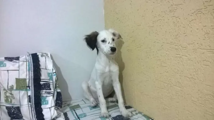 Cachorro ra a Vira-lata idade 2 a 6 meses nome Sem nome
