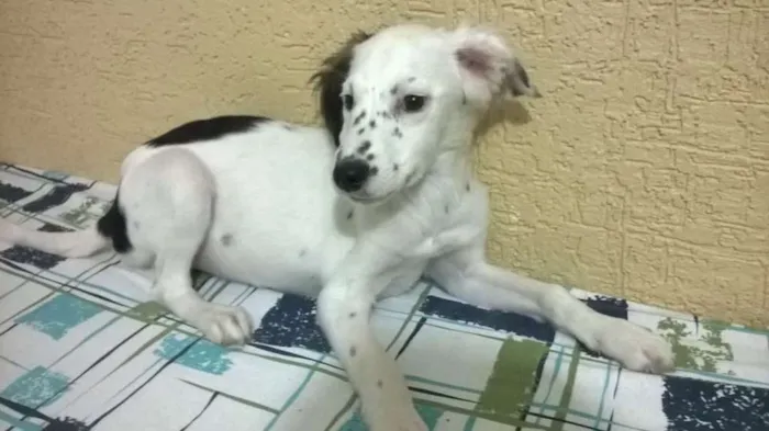 Cachorro ra a Vira-lata idade 2 a 6 meses nome Sem nome