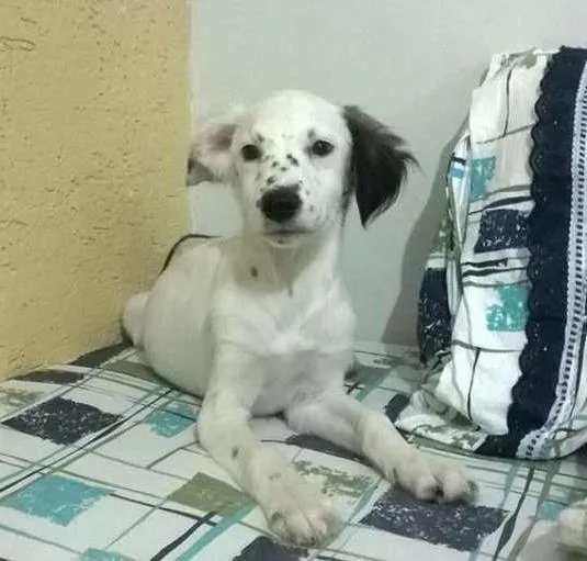 Cachorro ra a Vira-lata idade 2 a 6 meses nome Sem nome
