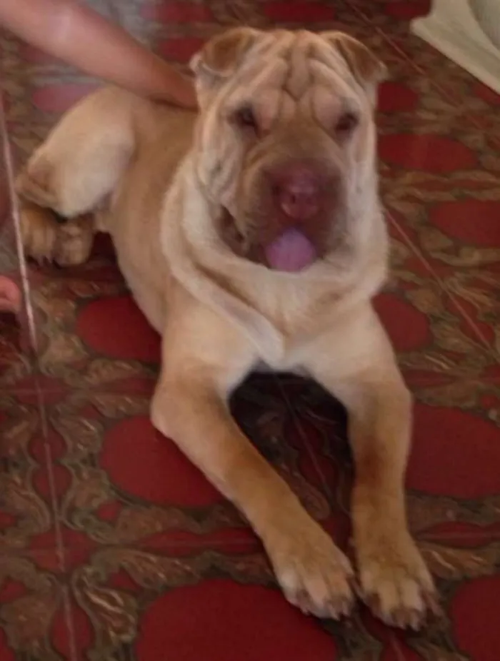 Cachorro ra a Sharpei idade 1 ano nome Babi