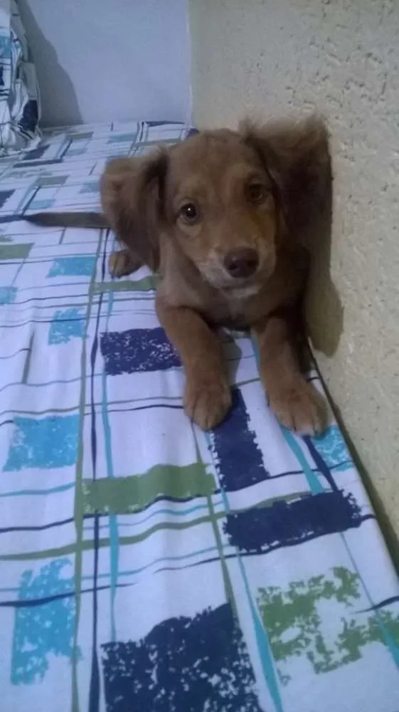 Cachorro ra a Vira-lata idade 2 a 6 meses nome Sem nome