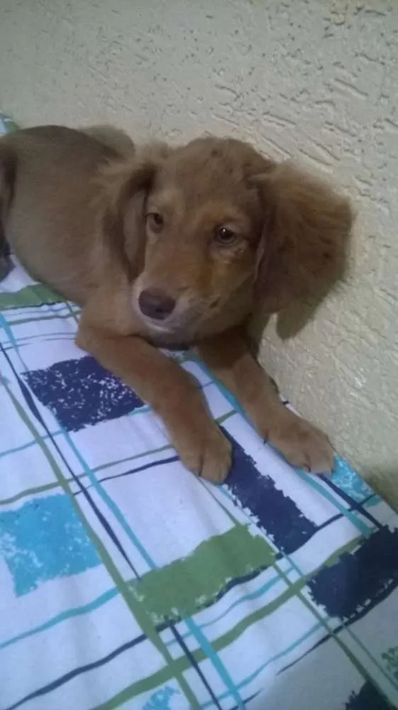 Cachorro ra a Vira-lata idade 2 a 6 meses nome Sem nome