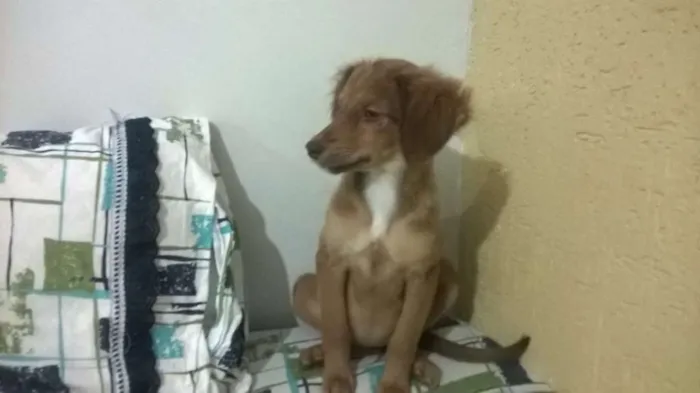 Cachorro ra a Vira-lata idade 2 a 6 meses nome Sem nome