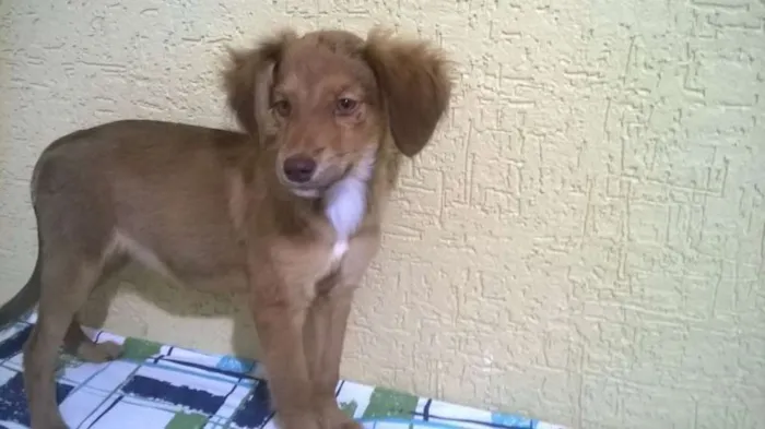Cachorro ra a Vira-lata idade 2 a 6 meses nome Sem nome