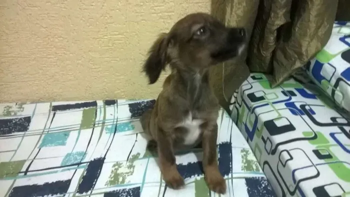 Cachorro ra a Vira-lata idade 2 a 6 meses nome Sem nome