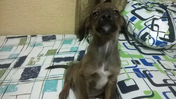 Cachorro ra a Vira-lata idade 2 a 6 meses nome Sem nome