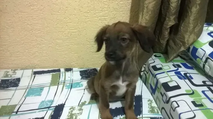 Cachorro ra a Vira-lata idade 2 a 6 meses nome Sem nome