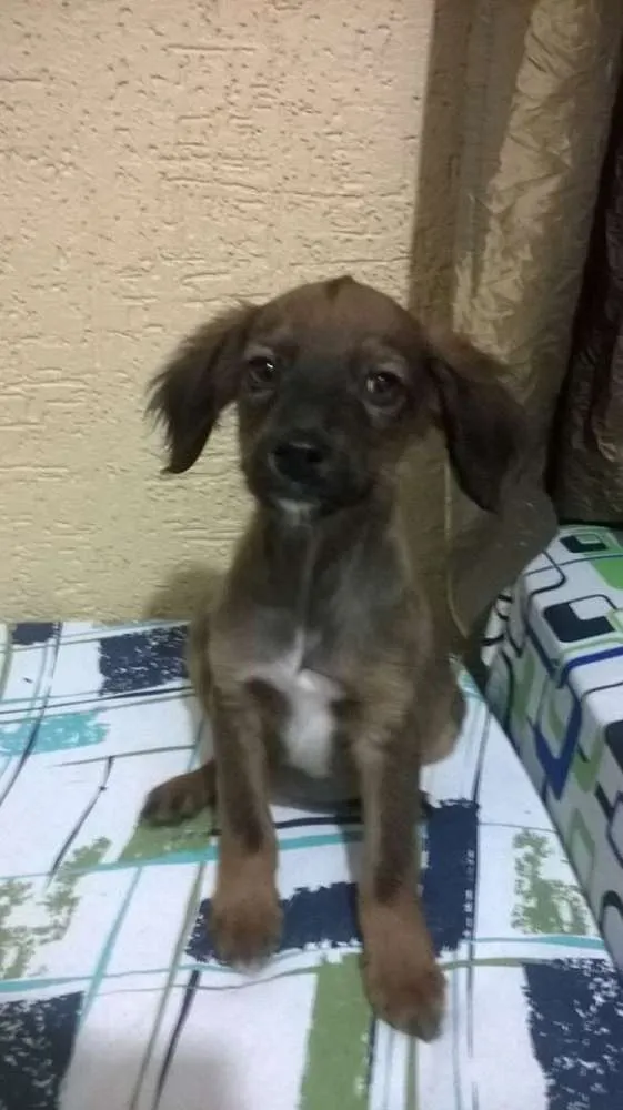 Cachorro ra a Vira-lata idade 2 a 6 meses nome Sem nome